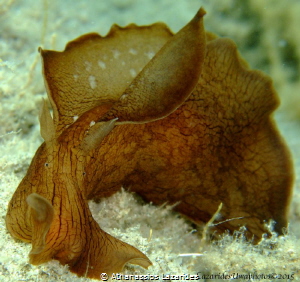 Aplysia fasciata by Athanassios Lazarides 